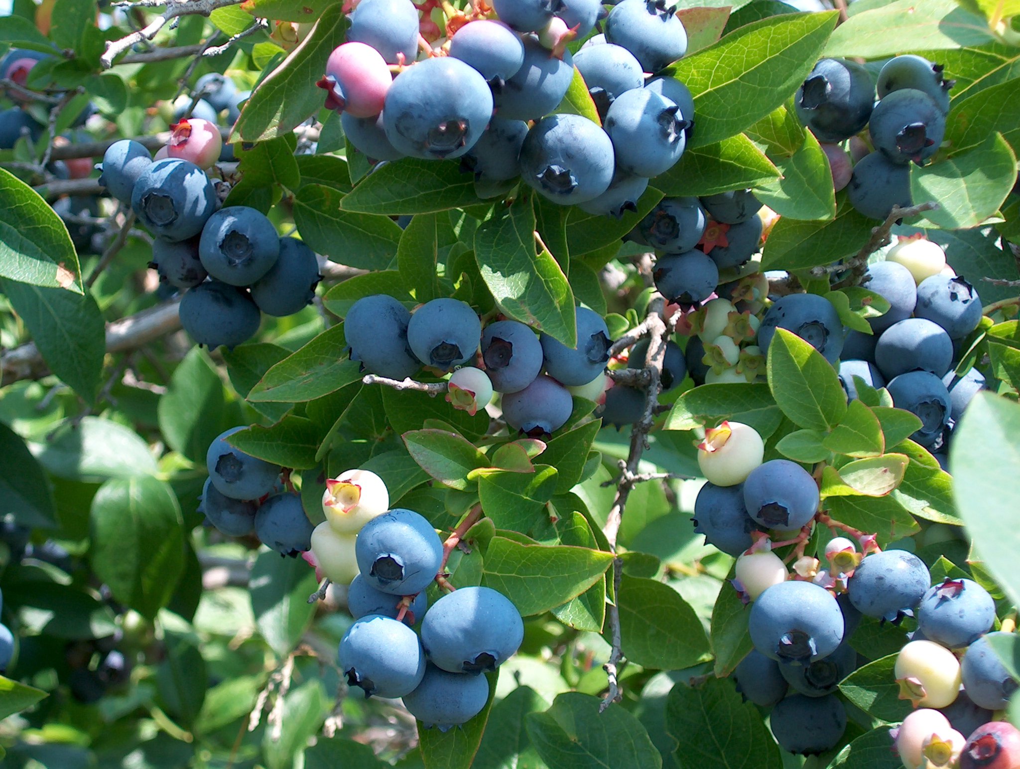 Fresh ripe blueberries on the vine.