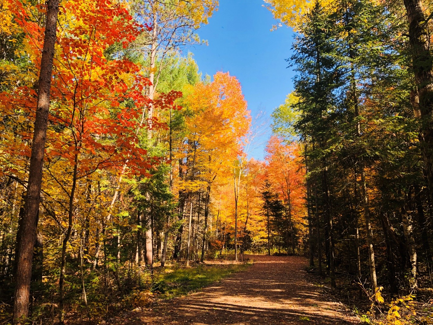 Beautiful bright fall colours at the LV Skating Trail.