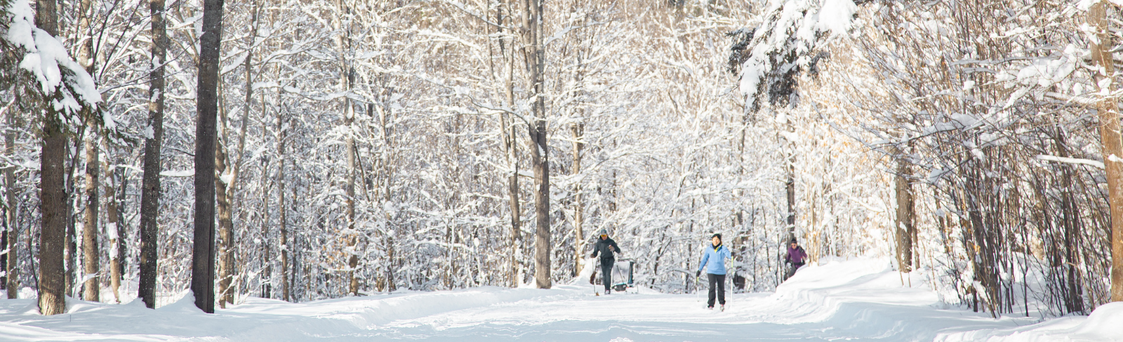 People cross country skiing at Forest Lea Trails.