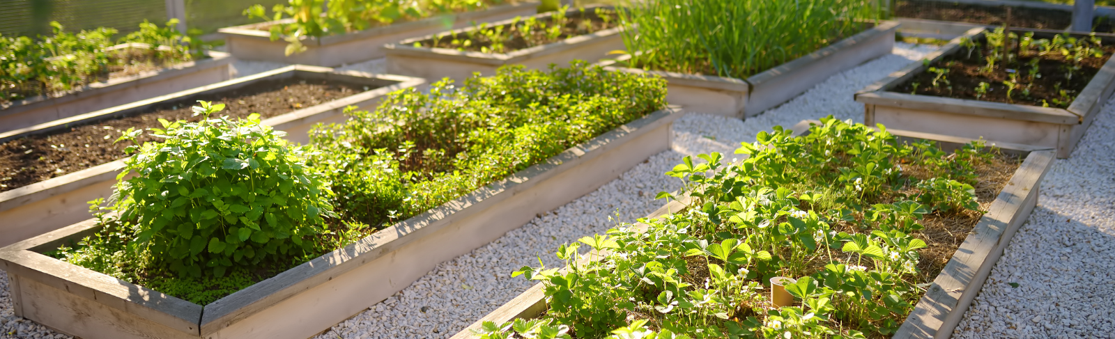 Raised garden beds full of fresh growing produce.