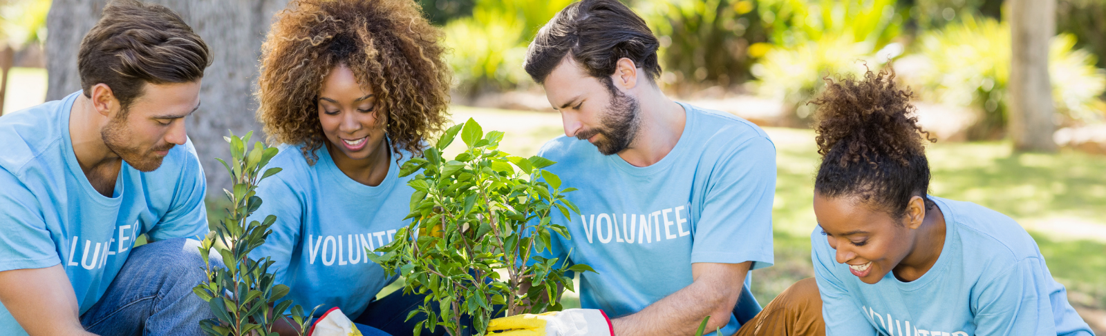 A group of people wearing volunteer tshirts planting plants. 