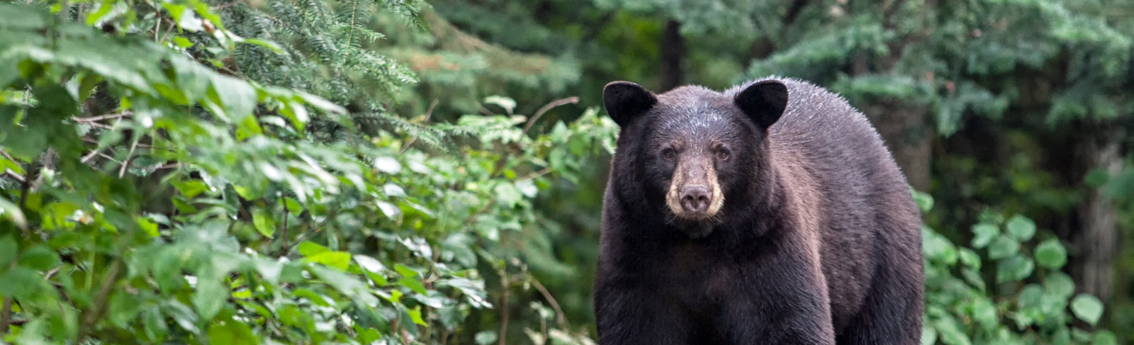 Black bear in the forest.