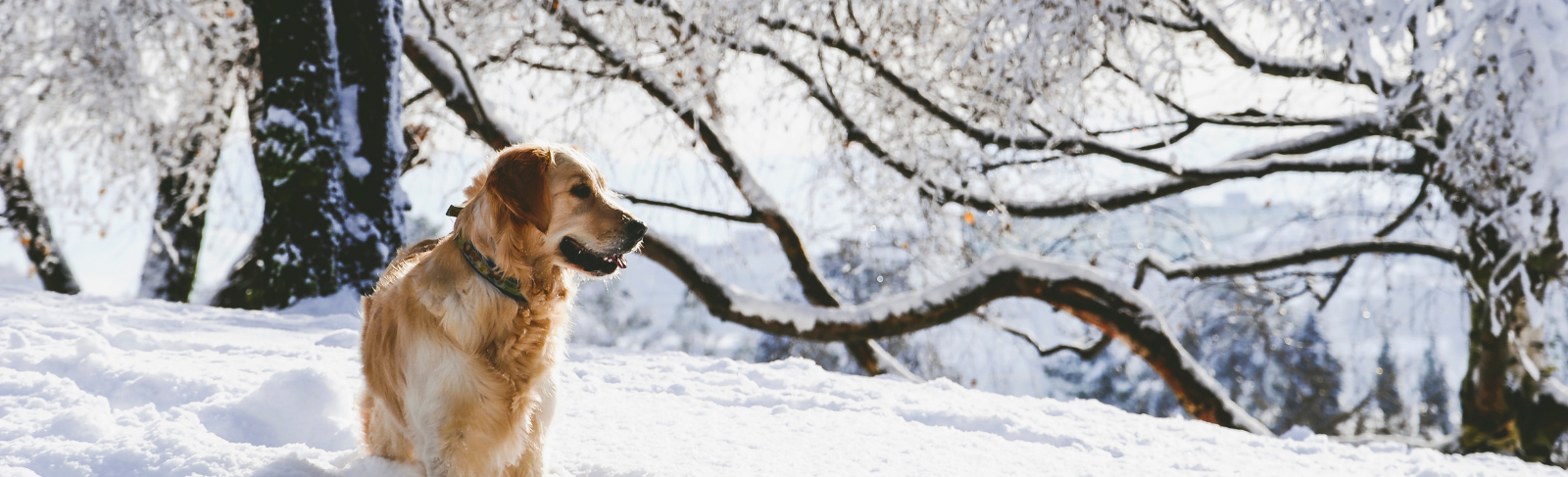 Golden retriever in deep white snow.