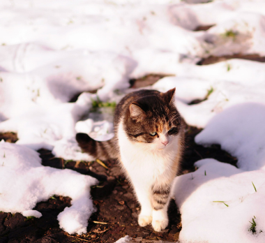 Cat outside in the snow.